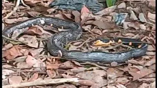 kenyang makan sampai susah bergerak