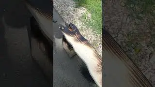 Обжиг дерева #творчество #wood #woodwork