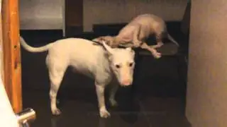 Кот полирует собаку /Cat polished dog