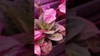 Вот он! Аглаонемовый рай! #комнатныерастения #обзор #оранжирея #аглаонема