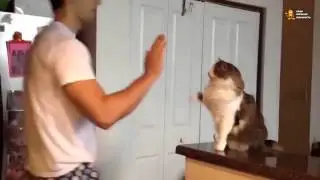 Дай друг на счастье лапу мне!Вежливые коты