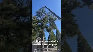 Removal of an ant infested pine ￼