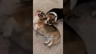 3 Ways My 9 Year Old Corgi Still Acts Like a Puppy