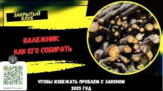 Сбор валежника 🪵 в лесу🌳🌲: сроки👐, штрафы 2025