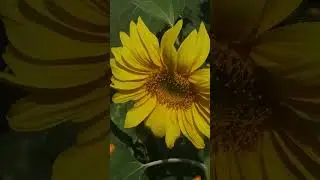 Подсолнухи под окном.