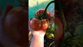 Томат ПОЛОСАТЫЙ ШОКОЛАД. Ярославская обл.