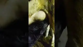 Пол часа жизни, самый раз подкрепиться#shorts#Хозяйство#Курская область.