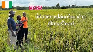 EP.25 อึ้ง❌ นี่คือวิธีการไล่นก ในนาข้าว  ประเทศไอวอรี่โคสต์