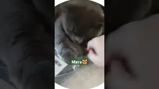 Дочь, мята и коты ...