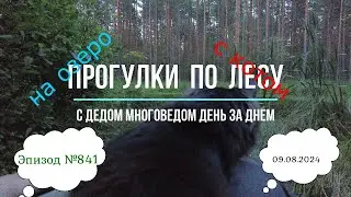Прогулки по лесу с котом. День за днем с дедом Многоведом. 9 августа 2024г. Эпизод 841.