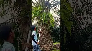 Pokok tinggi dodos panjang hajar bosku😱💪#vidioshort #sawit