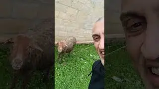 Джигярес