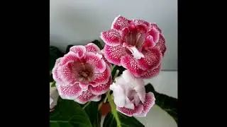 Gloxinia Flower
