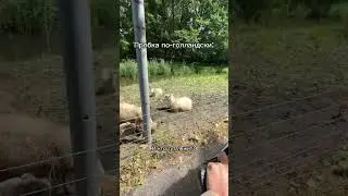 По дороге из Гааги в Делфт #нидерланды #голландия