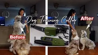 Dog Training Collar  4 Training Modes E-Collar for All Breeds Jugbow