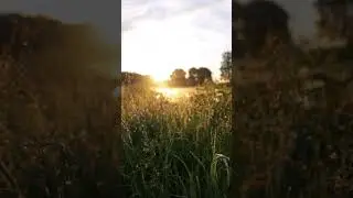 Золотой рассвет и утреннее пение птиц