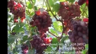 Сорт винограда к ш Кримсон сидлис