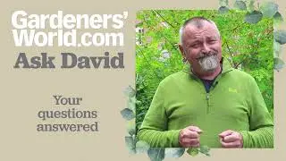 Ask David - Episode 15