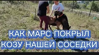 КАК МАРС ПОКРЫЛ КОЗУ НАШЕЙ СОСЕДКИ.