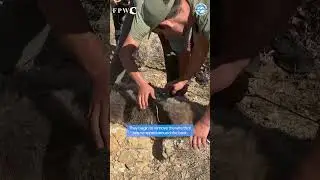BEAR CUB RESCUED FROM A SNARE!