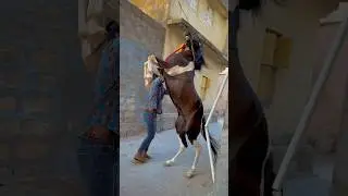 Horse training 💪 