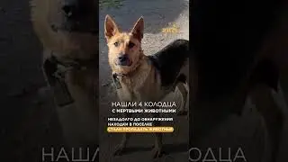 Эти зверства надо остановить 👉 @shortszoozhit #животные #спасение #собаки #кошки