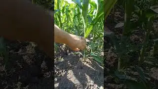 кукуруза 🌽 на 07.06.2024