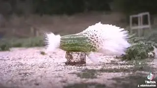 50 cal barret vs watermelon