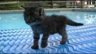 i are cute kitten