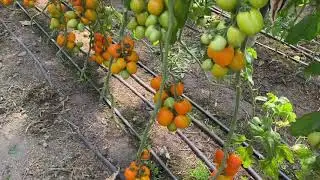 Оранжевые сливки от компании Саката. 170 и 172