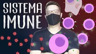 Sistema imunológico - Sistema Imune e Resposta Imune Adaptativa (linfócitos B e T) -  COMPLETO