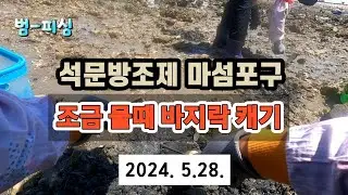 석문방조제 마섬포구 해루질 조금 물때 바지락 캐기~