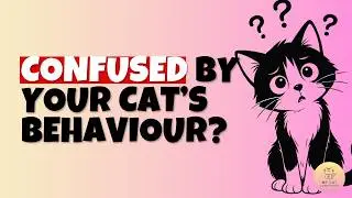 How To Understand Your Cat