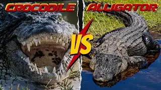 "Alligator vs Crocodile | Differences Unveiled!