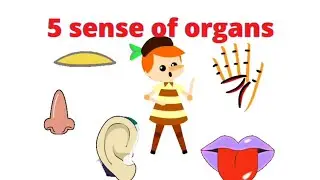 5 Sens Of Organs | Sense Of Organs For Kids| Learn About 5 Sense organs| Ear, Eyes, Mouth, Nose,Hand