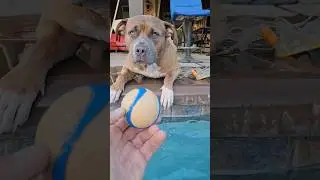 Will He Wait? Pitbull Training #pitbull #training #discipline #dogshorts #pitbulldog
