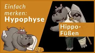 Hypophyse leicht erklärt | Eselsbrücken für Neuroanatomie