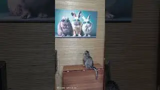 Зачем нам зайцы?! 