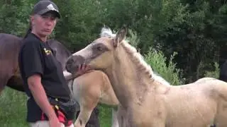 Какими рождаются вороные и серебристо-вороные жеребята.