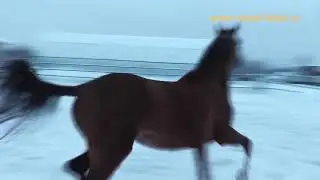 Tsaral Shael (Tsair Shael - Lilit Shael), akhal-teke mare, ахалтекинская кобыла.