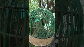 кабки гарм 1.сола фруши