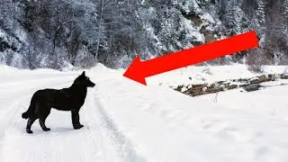 The dog waited and did not understand why no one had been coming back for him for two weeks!