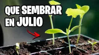 Que sembrar en JULIO 🌱 Calendario de Siembra 2023 | La Huerta de Ivan