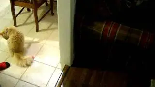 Rascal, the cat plays fetch!