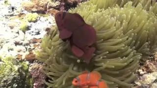 Bunaken, North Sulawesi, Indonesia HD