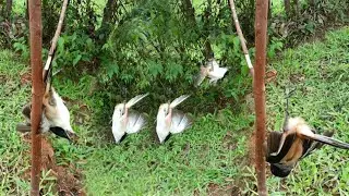 MaKe traps to catch bird in the garden with good results
