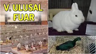Dünyanın En Büyük ULUSAL SÜS HAYVANLARI GÖSTERİSİ ! (Afyonkarahisar)