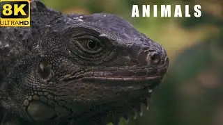 Animals Of The World 8K - Scenic Wildlife Film With Calming Music2022