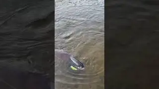 Сахалинский таймень #fishing #голец #рыбалка #salmon #fish #таймень #кижуч #горбуша