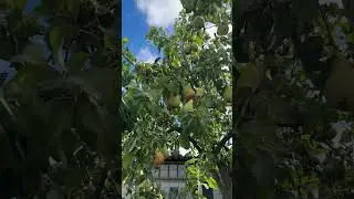 Pears Tree | Ang Daming bunga ng Pears #pear #peartree #teamramirez #fruitpie